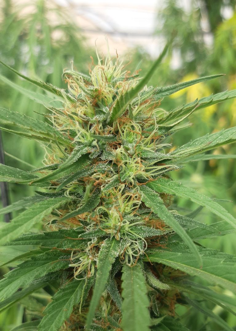 Semillas regulares de cáñamo variedad Babylonia Fruit CBD