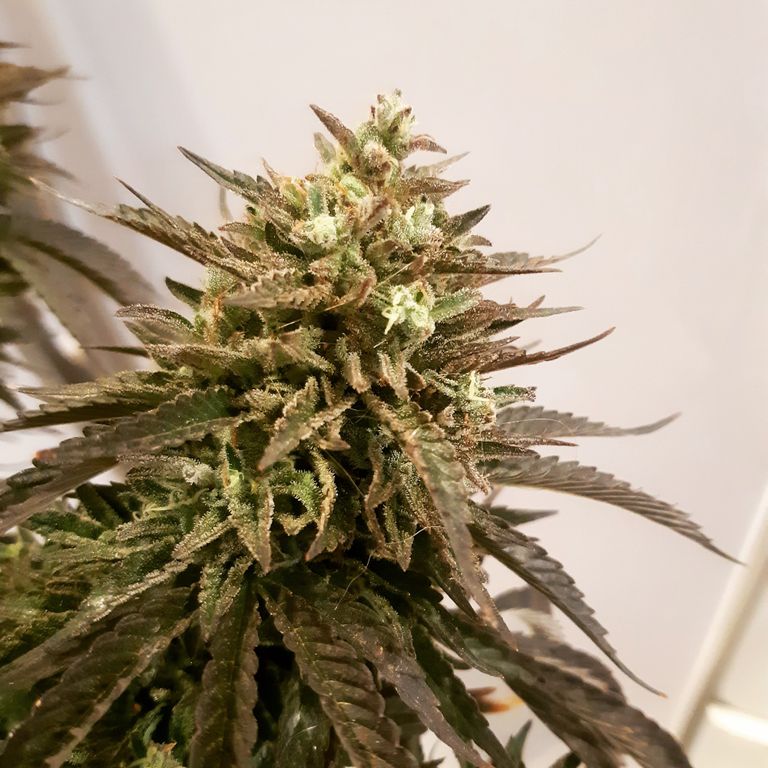 Semillas feminizadas de marihuana variedad Fayaka XL