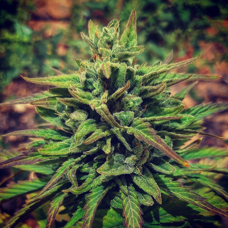 Semillas feminizadas de cáñamo variedad Lemon Glue CBG