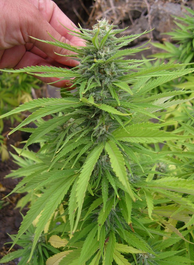 Semillas feminizadas de marihuana variedad Cheese Cake Kush