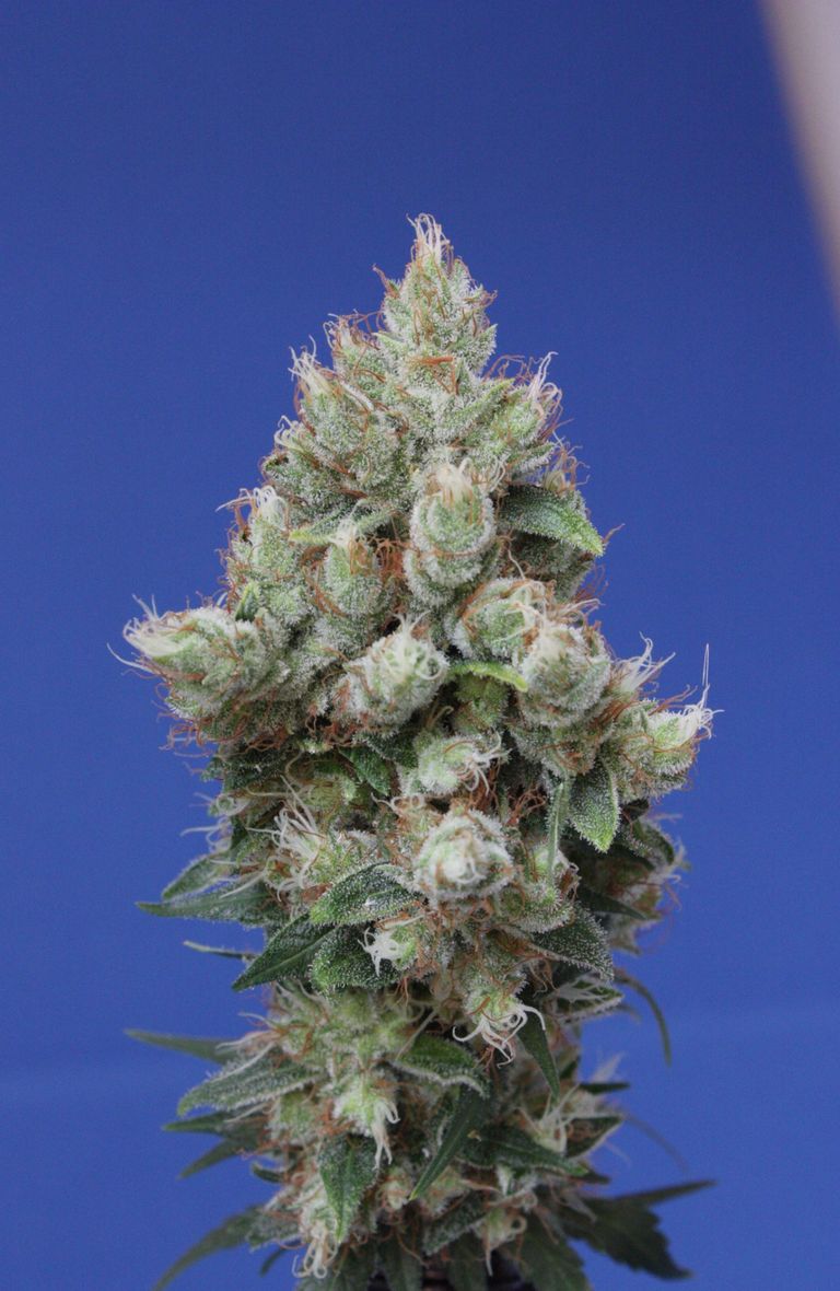 Semillas feminizadas de marihuana variedad Deep Diesel