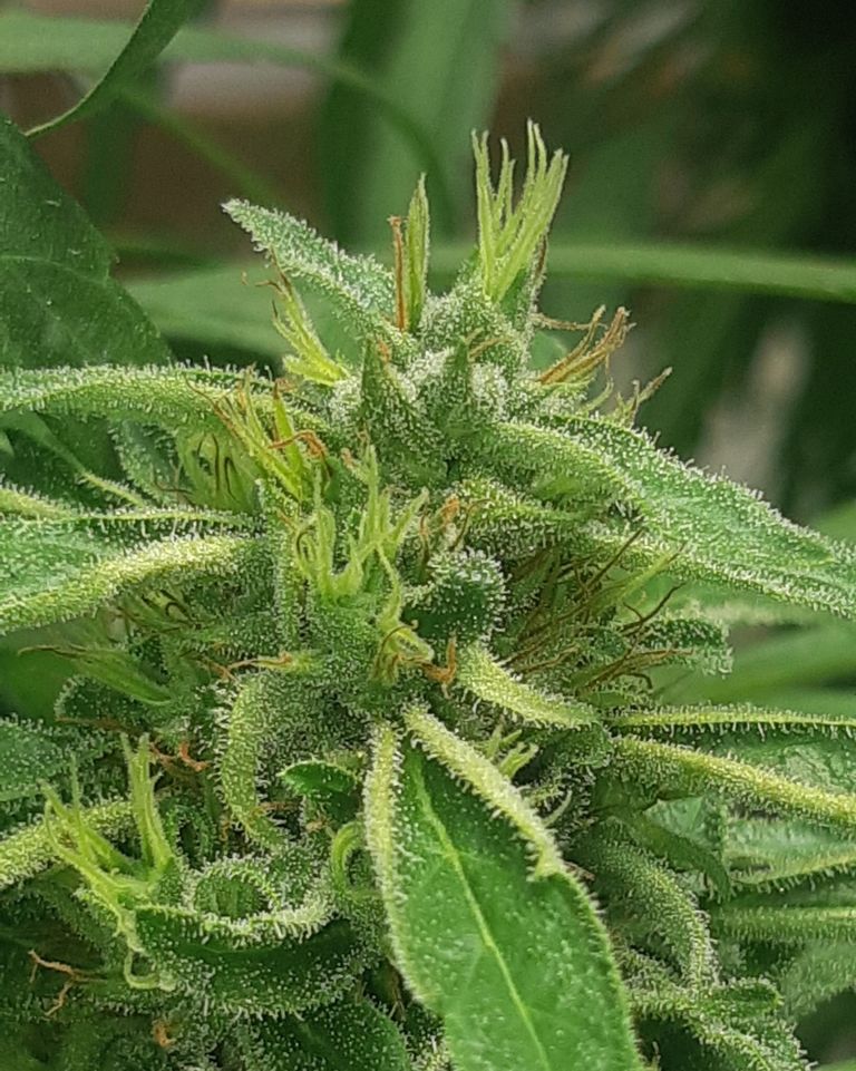 Semillas regulares de cáñamo variedad Lemonchelo CBD